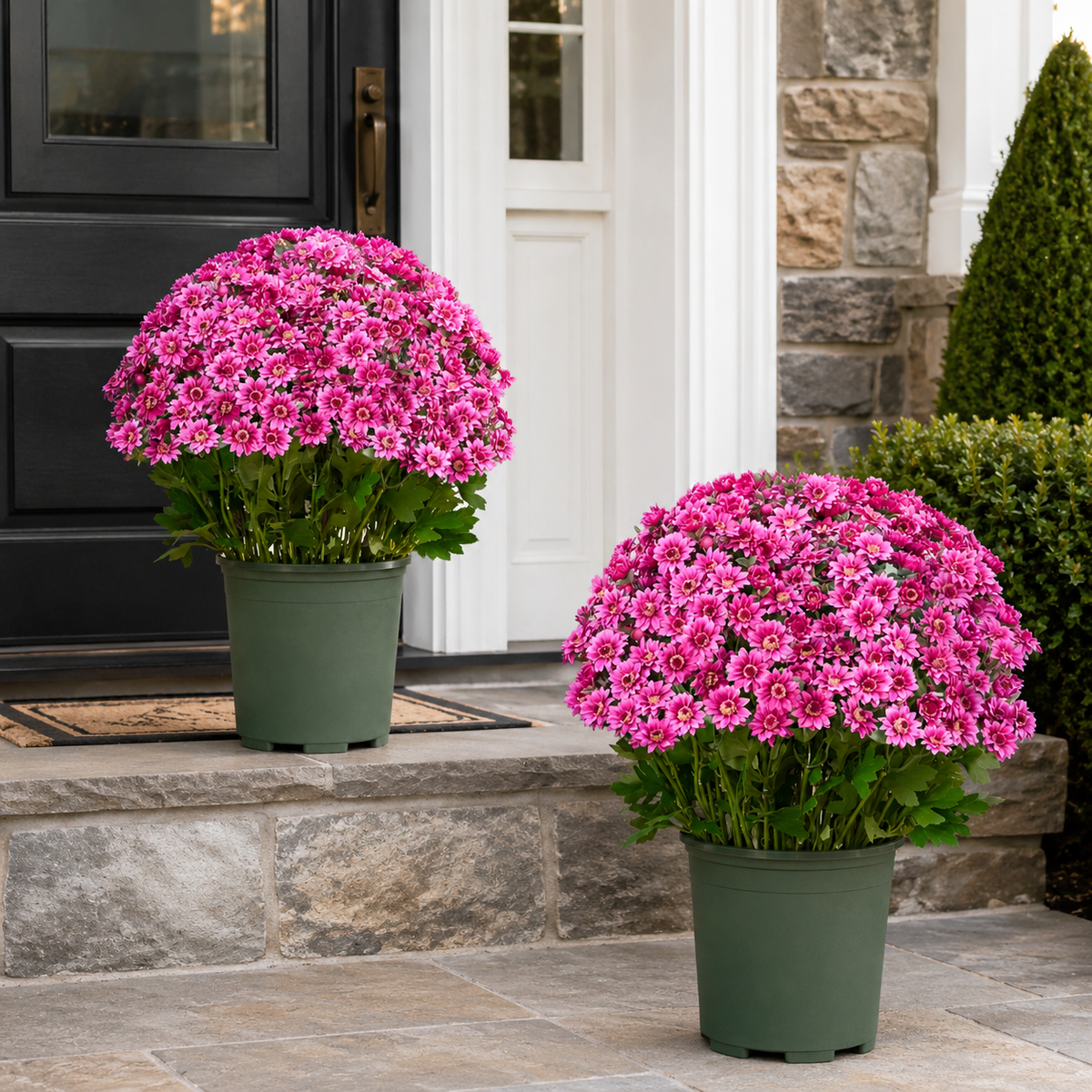 🌼Lifelike Artificial Fall Mums – No-Water Porch & Patio Autumn Flowers