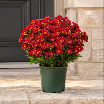 🌼Lifelike Artificial Fall Mums – No-Water Porch & Patio Autumn Flowers