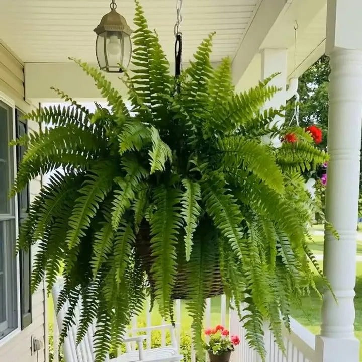 ☀️ Glowing Artificial Boston Fern – Zero-Watering Lighted Porch & Home Decor