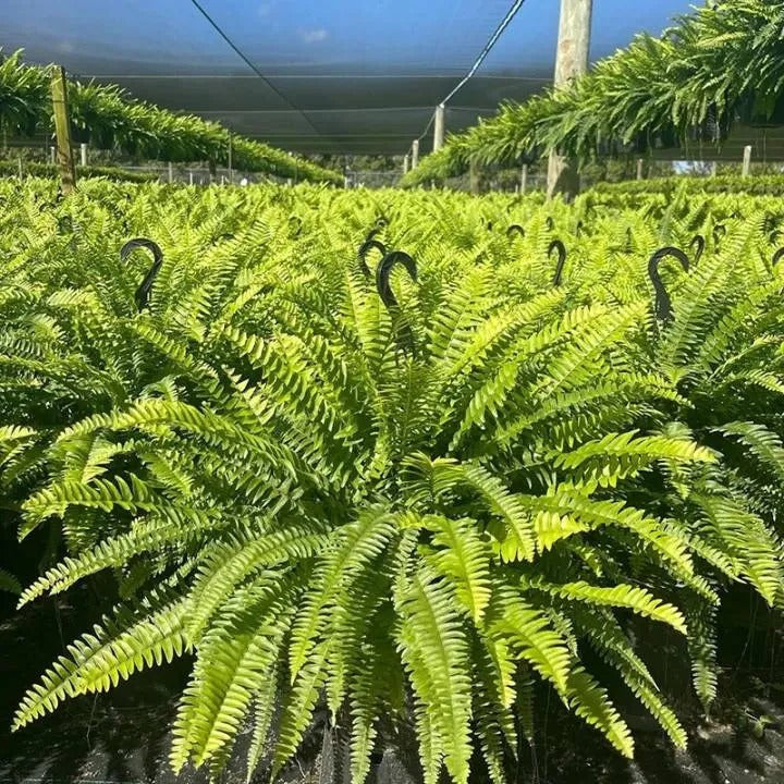 ☀️ Glowing Artificial Boston Fern – Zero-Watering Lighted Porch & Home Decor