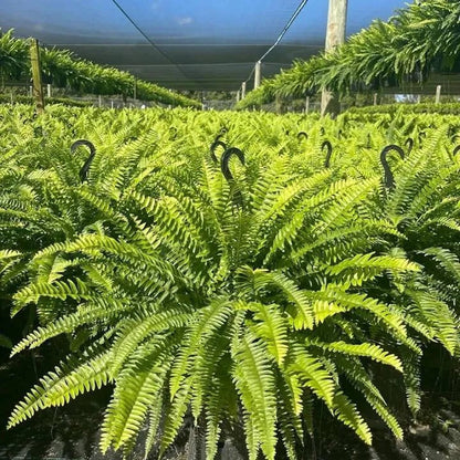 ☀️ Glowing Artificial Boston Fern – Zero-Watering Lighted Porch & Home Decor